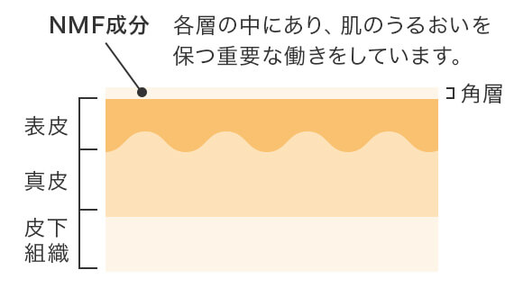 角層、表皮、真皮、皮下組織から成る皮膚表面の図。NMF成分は、角層（肌の表面に覆う薄い膜）の中にあり、肌のうるおいを保つ重要な役割をしています。