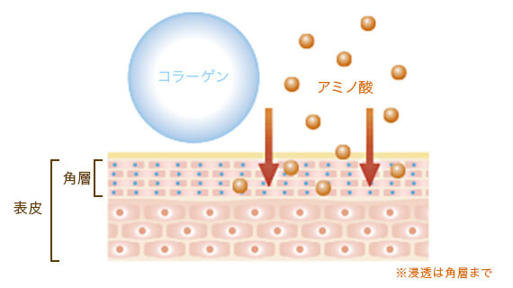 コラーゲンは大きすぎて角層を通過できないが、アミノ酸分子ならば角層に浸透できる図。