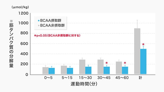 運動時間に対する筋タンパク質の分解量を示した図。BCAA摂取群とBCAA非摂取群で比較した場合、BCAA摂取群の分解量が約半分に抑えられている。特に運動時間が15分を超えた際に差異が大きくなっている。