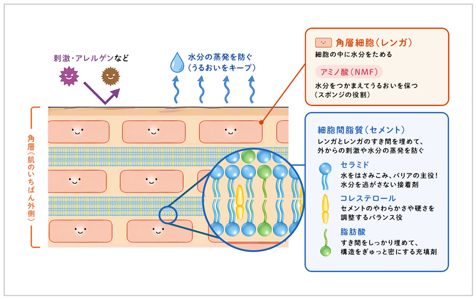 肌のバリア機能の仕組みについて紹介している図です。肌の一番外側にある「角層」は、外部刺激やアレルゲンから体を守り、体内の水分の蒸散を防ぐ「バリア機能」の役割を担っています。この角層のバリア機能を「レンガの壁」にたとえて紹介しています。角層細胞が「レンガ」、そのすき間を埋める細胞間脂質が「セメント」の役割を果たしています。この細胞間脂質は「セラミド」、「コレステロール」、「脂肪酸」でできています。