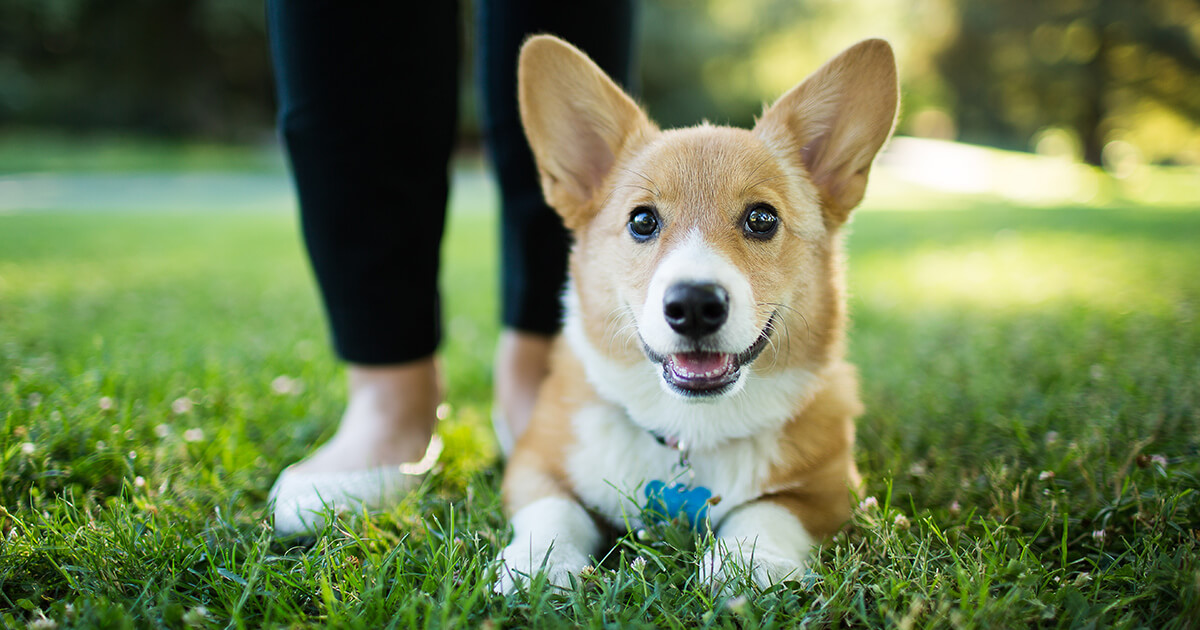 あなたの愛犬が感じる