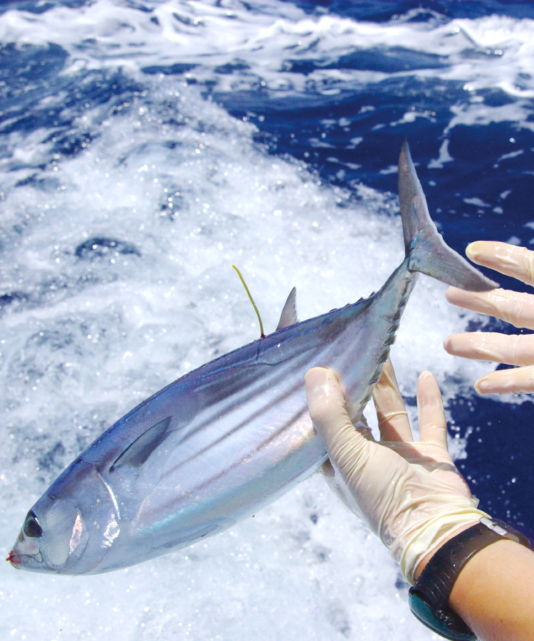 泳ぐカツオの回遊ルートを追え カツオ標識放流調査 ストーリー 味の素グループ