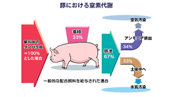 一般的な配合飼料を給与された場合の、豚における窒素代謝の図。飼料中のタンパク質を100%とした場合、蓄積するのはわずか33%。34%はアンモニア排出され空気汚染の温床に、33%は土壌中へ蓄積し、大気汚染の温床になる。
