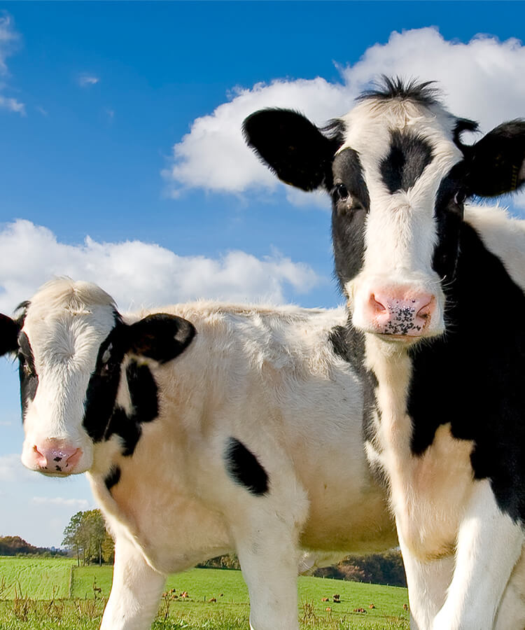 うんちの質を改善するアミノ酸？家畜用飼料とサステナビリティ