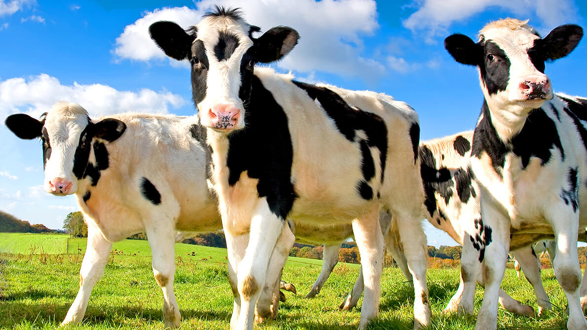 うんちの質を改善するアミノ酸？家畜用飼料とサステナビリティ