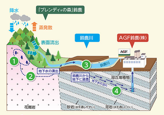 図解:「ブレンディ?の森」の一つである鈴鹿山麓の湧水が鈴鹿川を通ってAGF鈴鹿(株)工場で使用する地下水へ届いていることを説明している。