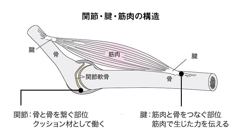 関節・腱・筋肉の構造