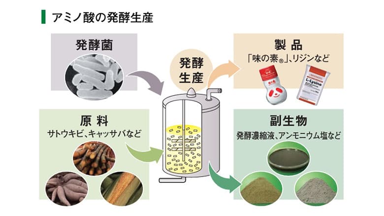 アミノ酸発行生産の図