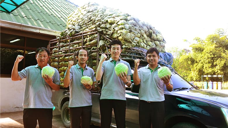 キャベツの収穫をする男性