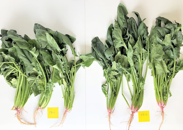 コプロを散布した植物の状態